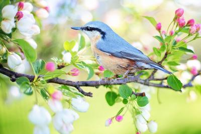 Small bird in a flowering tree
