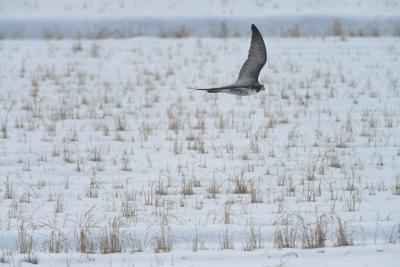 Bird of prey flying over a snowy field