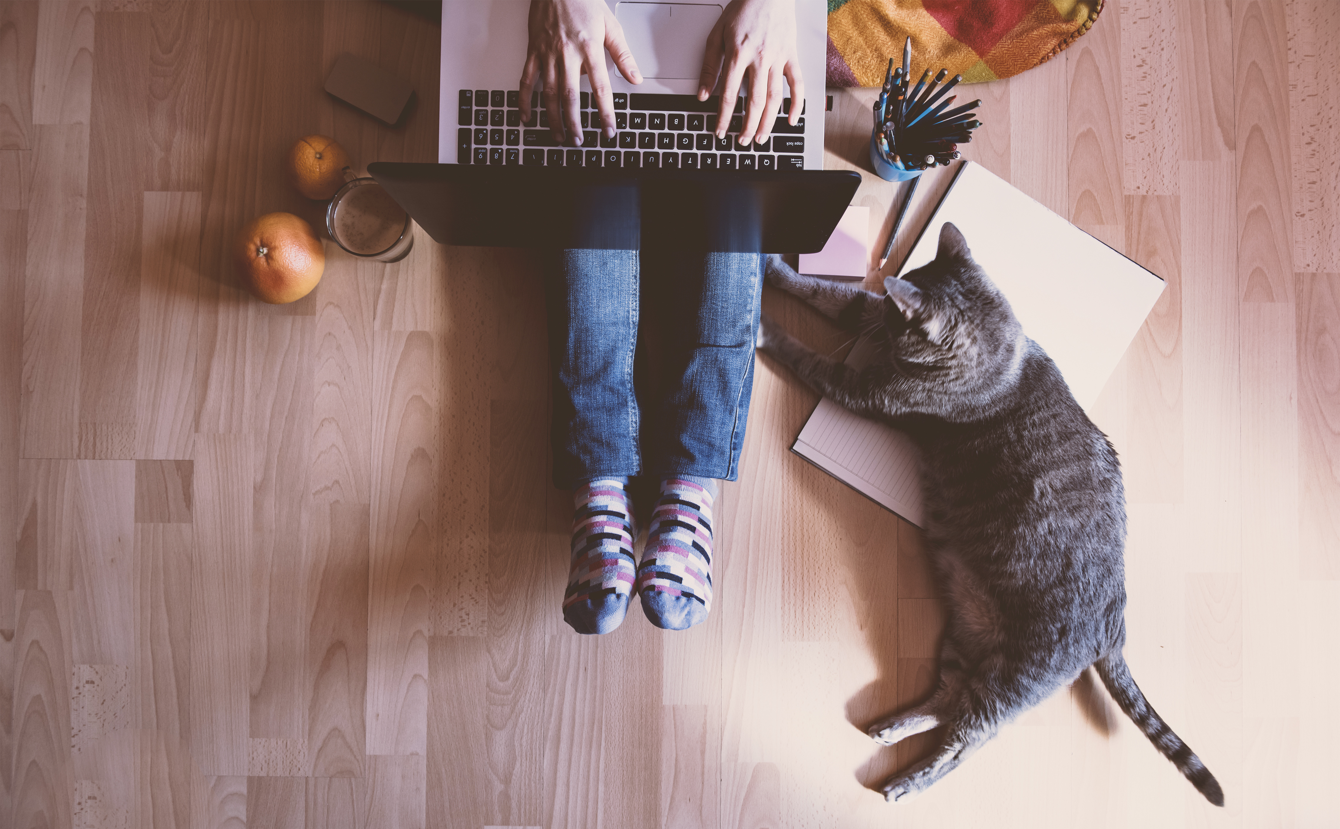 Photo of person with a cat using a laptop 