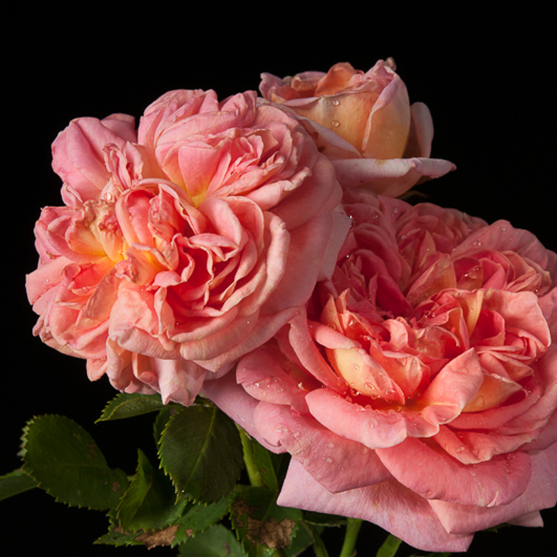 beautiful roses