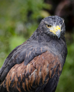 Cornell Raptor Program