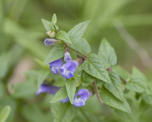 Scutellaria laterifolia, known as Scullcap