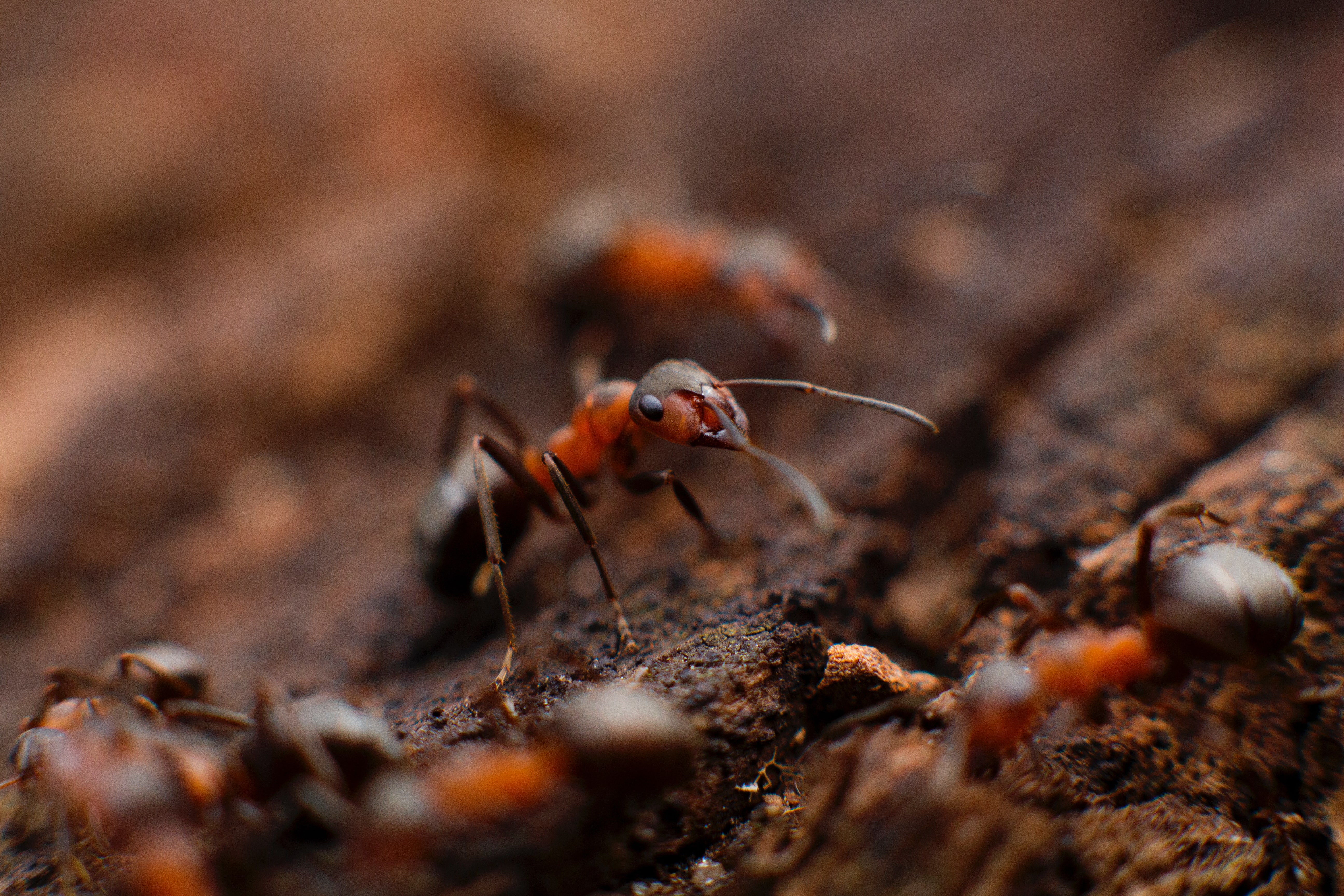 Photo of a group of ants by Mikhail Vasilyev on Unsplash