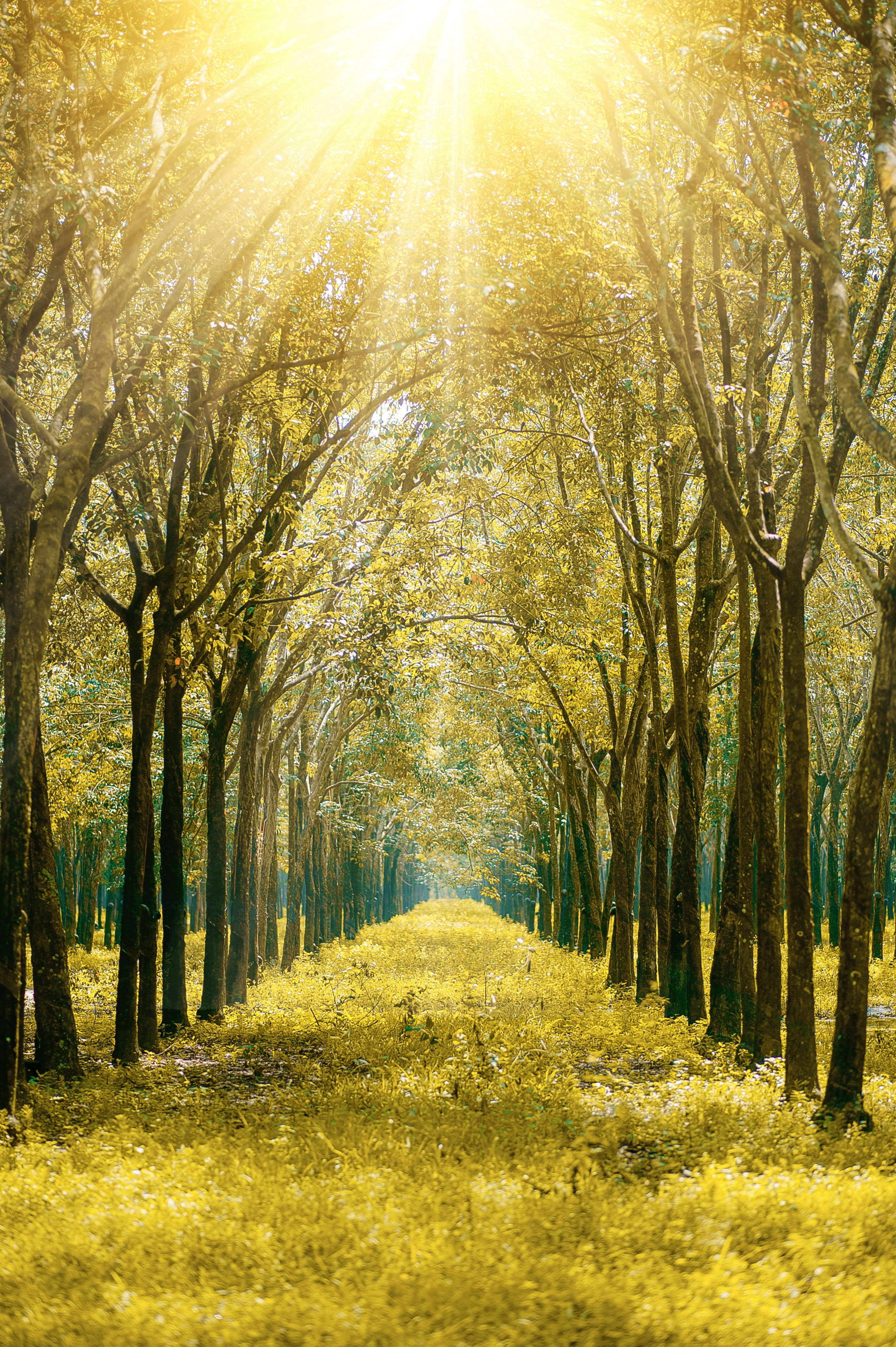 Sunrise through trees