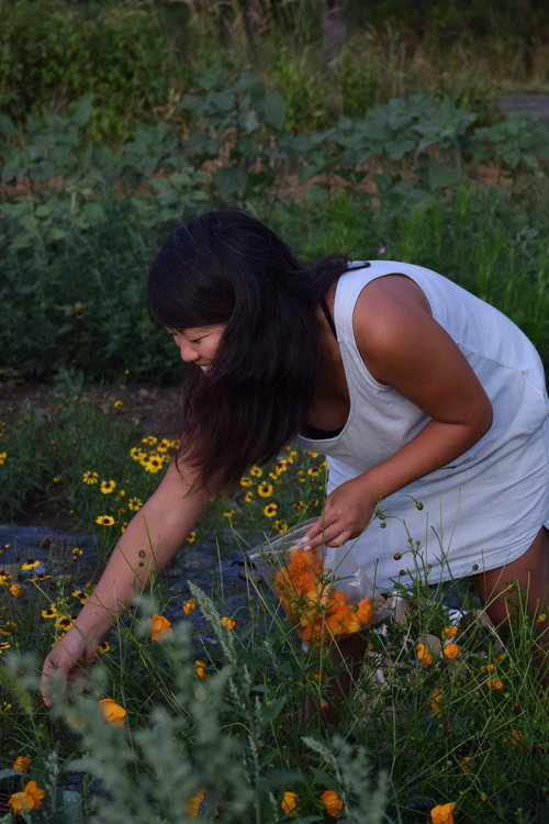 Sarah picking flowers for dye