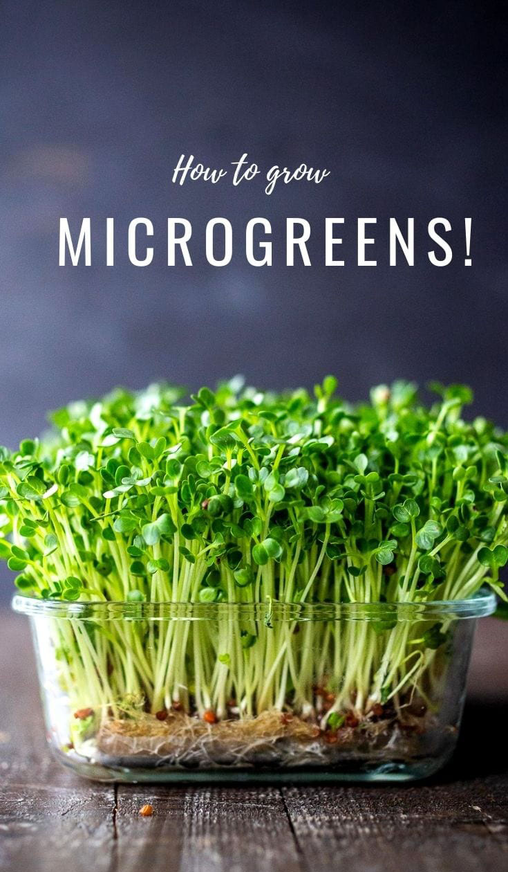 How%20to%20grow%20microgreens