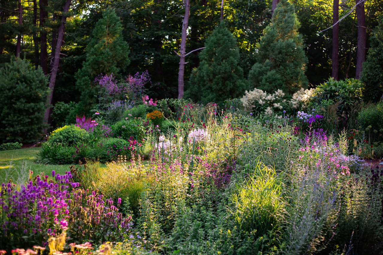 flowers in a garden