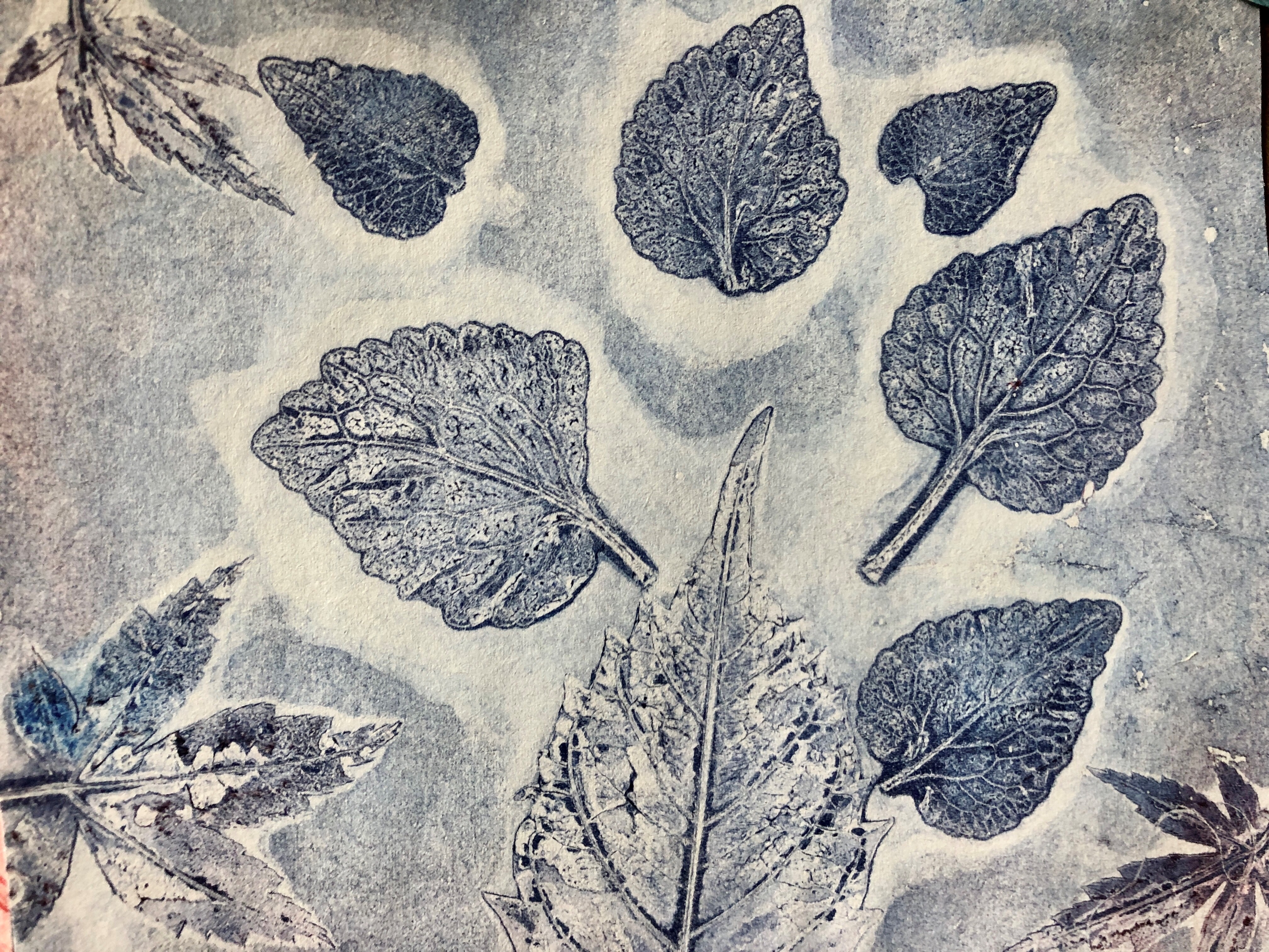 gelatin prints of leaves