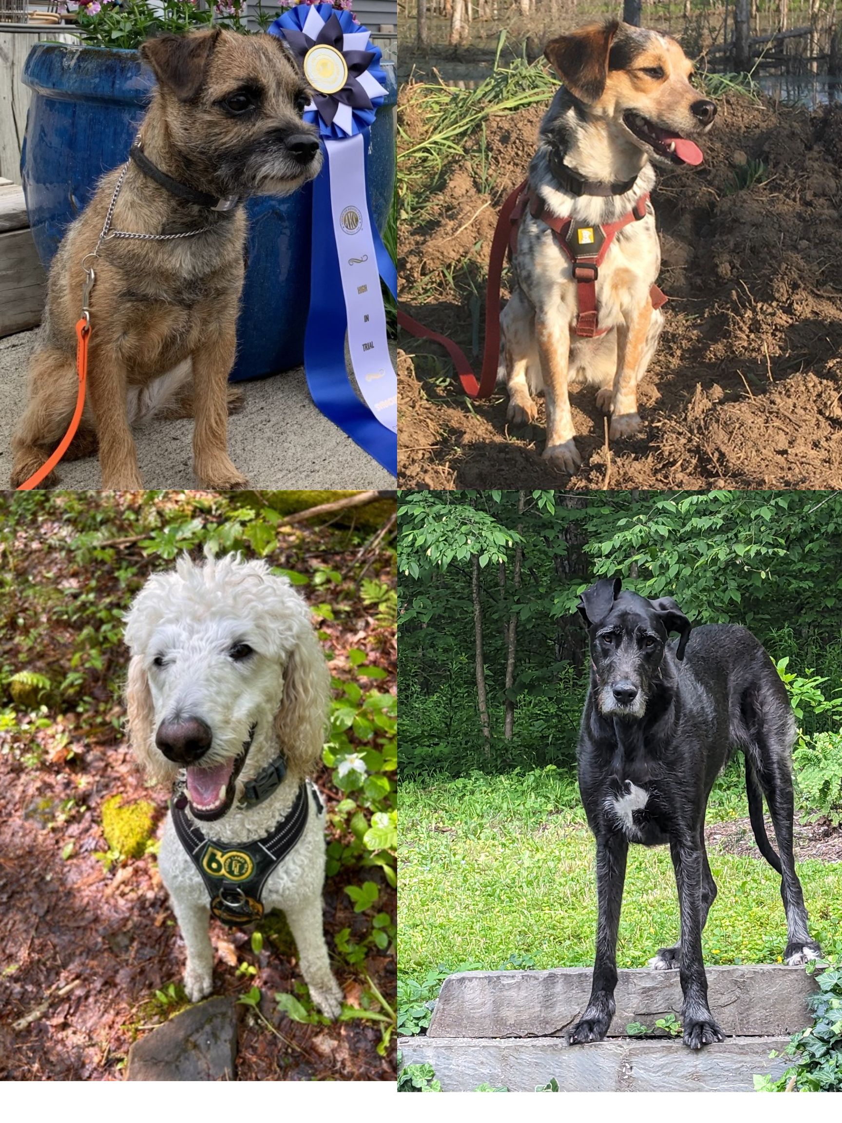 4 dogs