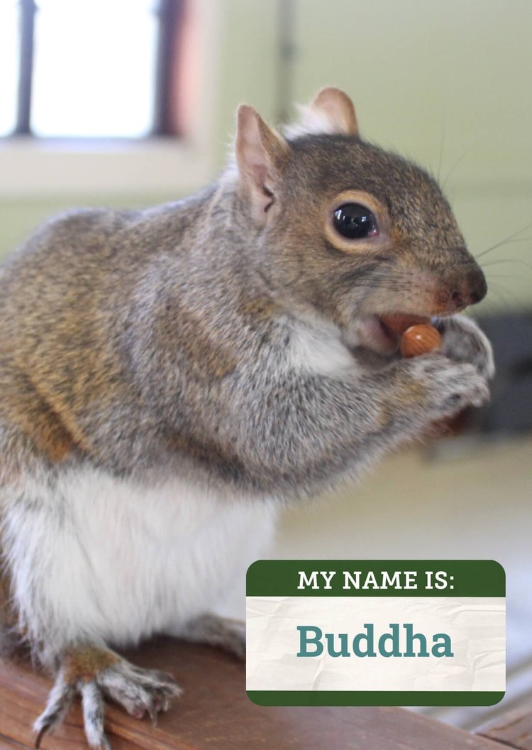 CNC's Animal Ambassador Buddha, a gray squirrel, enjoying a snack