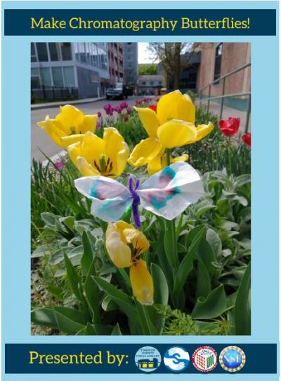 Image of a butterfly made with a colored marker and coffee filter set against a background of yellow tulips with the words Make Chromatography Butterflies