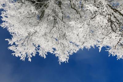 Tree covered in frost