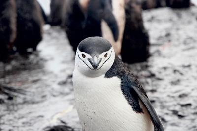 Antarctic penguin