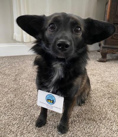 Library Dog