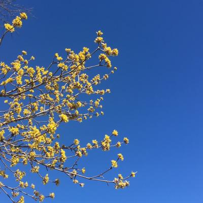 yellow spring buds against a blue sky
