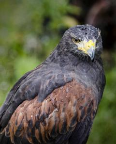 Cornell Raptor Program
