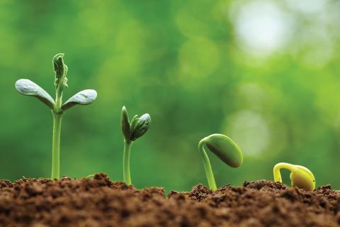 Plants