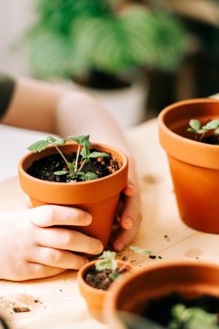 Small pots with plants