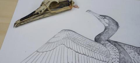 Photo and sketch of a bird and bird skull by Jane Kim / Ink Dwell