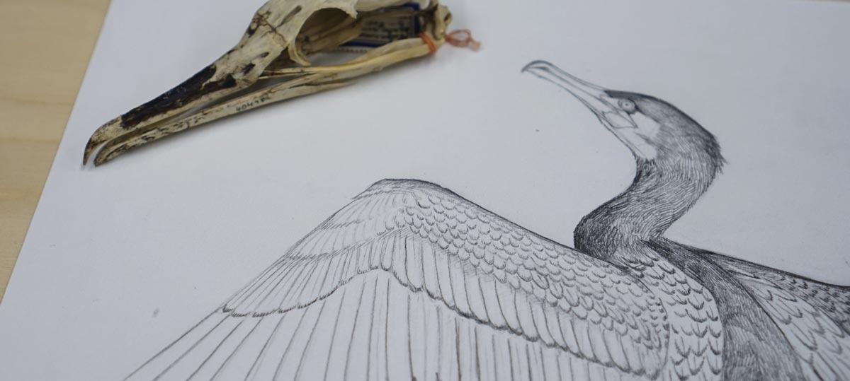 Photo and sketch of a bird and bird skull by Jane Kim / Ink Dwell