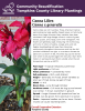 Canna Lilies are not true lilies. These American tropical perennials grow large paddle shaped leaves on tall sturdy stems from large rhizomes. Many varieties have been cultivated. Their large foliage comes in colors of green, bronze, purple, and orange, some with variegation. The flowers are generally large, measuring 4-8 inches long, and come in colors of yellow, orange, pink, and red. Regular deadheading will keep them blooming continuously throughout the summer and into the fall.