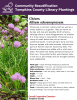 Chives are a common culinary herb as well as a lovely addition to a garden. They are native to Europe and Asia and possibly North America- although there is some disagreement on whether it is truly native or naturalized. Chives grow as a clump of small bulbs that put up narrow cylindrical leaves. In late spring to early summer, they are topped with pale lavender colored pom poms of flowers that are favored by bees. The flowers and leaves are edible with a mild onion taste. 