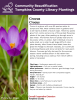 Crocus is a genus with over 80 species native to Europe and Asia. Most varieties seen in gardens tend to be hybrid varieties of Dutch origin. These tiny plants grow from corms and are one of the earliest flowering plants of the year, often peeking up through snow in late winter. The flowers have six petals that tend to be purple, white, or yellow. Each individual crocus is quite small, so in order to get large drifts of color, plant densely. 