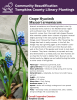 Muscari armeniacum are flowering bulbs in the Lily (Liliaceae) family native to the Mediterranean region and southwest Asia. Their common name, Grape Hyacinth, comes from the small, bell-shaped flowers that resemble upside-down clusters of grapes. Muscari begins growing in the early spring with grass-like foliage, soon followed by flowers. After flowering, the foliage dies back in early summer. In the fall, the foliage may start growing again as the weather cools-it will persist where winters are mild. 