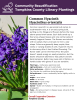 Common Hyacinth is a perennial bulb native to southwestern Asia. It is an early spring bulb, putting out its foliage and flowers before the trees above spread their leaves. Each bulb sends up a few lance-shaped leaves and one central spike of sweetly fragrant flowers. The flowers are tubular, with six petals that curve back to form a star shape. Colors are generally deep purple, blue-violet, or varying shades of pink. Hyacinth returns to dormancy after it has finished flowering.