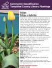 Tulips are a widely cultivated spring bulb. Native to Central Asia, the wild predecessors would grow on rocky mountain slopes with cold harsh winters and hot dry summers. Tulip cultivation has led to over 3,000 varieties being bred with differing heights, a rainbow of different colors and patterns, and interesting bloom shapes. Plant in the fall for spring time blooms in April and May. Leave the foliage up until fully yellowed before trimming back so that the bulb can store all the energy it needs.