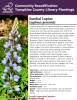 Lupinus perennis is a perennial native to eastern North America in the legume family (Fabaceae). Lupine has a unique look with its palmate leaves each with 9-16 lance shaped leaflets that radiate out from the center. The flowers form in late spring on large upright spikes with dense clusters of pea-shaped, blue-violet blossoms. Many hybrids have been developed that perform better as ornamentals in gardens.