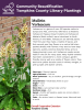 Verbascum is a genus of over 450 species native to Europe and Asia, commonly referred to as Mulleins. Verbascum thapsus (Great mullein) and Verbascum blattaria (Moth mullein) were introduced to North America in the 1800s. Verbascum are biennial plants. Their first year they make a rosette of leaves, and their second year they flower on a central tall stem packed densely with flowers. They tend to have deep taproots, quickly colonize disturbed sites, and are happy growing in poor soil. 