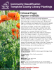 Oriental poppy is a clump-forming, herbaceous perennial native to Central Asia. The foliage is serrate and thistle-like, covered in bristly hairs. The flowers begin as nodding, oval shaped pods that stretch upright and open to reveal a 4 to 6-inch cup shaped bloom. The flowers are large, usually red or orange, with a darker blotch at the base. Many varieties have been cultivated that sport a wider range of colors than the standard red or orange. 