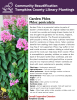 Garden Phlox is a perennial native to parts of Eastern United States. Its original habitat has been in moist low woods and along stream banks, but it was brought into gardens for its showy, fragrant, long-lasting blooms. The flowers are generally pink-purple to white, but many cultivars have been bred for variations on these colors. Taller varieties benefit from staking; their large clusters of blooms may flop if not supported. Phlox may suffer in hot  and humid summer weather. 