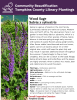 Salvia is a genus of plants in the mint family (Lamiaceae). Salvias are native to Europe, Western Asia, and North Africa. The salvia grown here in our garden is most likely Salvia x sylvestris, which is a hybrid cross of two other species of Salvia. Salvia blooms in the late spring through early summer, with spikes of purple flowers along upright stems. After flower stalks have bloomed and turn brown, plants can be cut back by about 1/3 or their original size, which will keep the plant tidy.