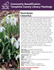 Galanthus are small, early blooming perennial bulbs in the Amaryllis family (Amaryllidaceae). They are native to southern Europe and southwestern Asia but have naturalized widely and are very popular in the northern United States. The common name, Snowdrops, refers to the plant's early bloom time in late winter and early spring, when snow can still be present. Snowdrops have nodding, bell-shaped flowers with six petal-like sepals arranged in two circles. The inner sepals often have green markings. 