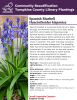 Spanish bluebell is a perennial bulb native to Spain, Portugal, and Northern Africa. It is an early spring bulb that will complete its flowering and go dormant by early summer. Each bulb puts up 2-6 strap shaped leaves before sending up a stalk with nodding bell-shaped flowers in colors of blue, pink, white, or lavender. This plant will easily naturalize and spread via bulbs underground. This spreading habit has earned Spanish Bluebells a reputation for invasiveness. 
