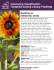 Sunflowers are an annual plant native to North America, where they have been cultivated for thousands of years. They are commonly used as ornamental plants, but they can also be harvested for seeds, oil, and dyes. There are many varieties of sunflowers with a range of different heights, colors, and flower forms. Sunflowers attract many different pollinators searching for nectar as well as birds that enjoy the seeds. There are some varieties that are specifically bred to be pollenless.