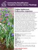 Virgina Spiderwort is a clump-forming herbaceous perennial native to Eastern North America where it would be found naturally in moist prairies and open woodlands. The whole plant grows as a mound of central stems with leaves that are long narrow blades folded lengthwise. The flowers are violet blue to purple, with three petals, and contrasting yellow stamens. They bloom in succession of a few flowers at a time with each flower only lasting a day. 